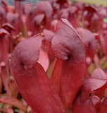 Sarracenia x Catesbaei 'Red', Live American Pitcher Plant