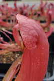 Sarracenia x Catesbaei 'Red', Live American Pitcher Plant
