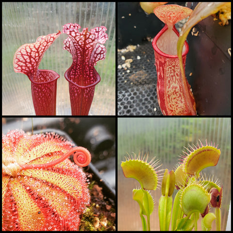 Carnivorous Plant Beginner's Bundle, 4 plants, live carnivorous, temperate and tropical