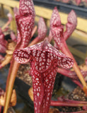 Sarracenia 'Scarlet Belle', live carnivorous plant, potted