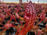 Sarracenia 'Scarlet Belle', live carnivorous plant, potted