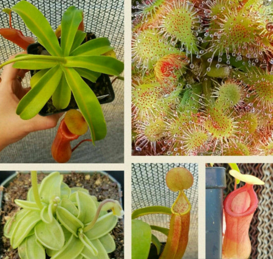 Windowsill Bundle (Nepenthes, Sundew, Butterwort), live carnivorous plants, potted