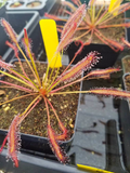 Drosera capensis 'Big Pink', live carnivorous plant, potted