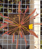 Drosera capensis 'Big Pink', live carnivorous plant, potted