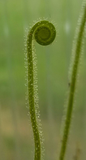 Drosera filiformis var Tracyi, Thread leaf sundew, live carnivorous plant, potted