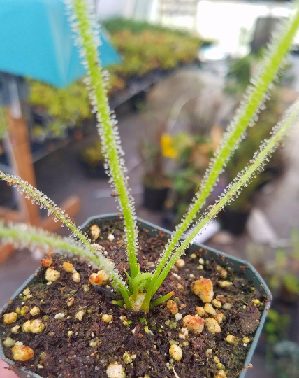 Drosera filiformis var Tracyi, Thread leaf sundew, live carnivorous plant, potted