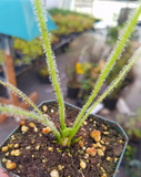 Drosera filiformis var Tracyi, Thread leaf sundew, live carnivorous plant, potted