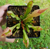 Sarracenia purpurea var. 'Venosa Red', live carnivorous pitcher plant, potted