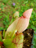 Sarracenia purpurea var. 'Venosa Red', live carnivorous pitcher plant, potted
