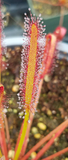 Drosera capensis 'Big Pink', live carnivorous plant, potted