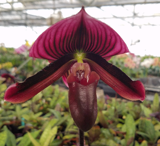 Paphiopedilum 'Pisgah Midnight', live Lady Slipper Orchid, potted