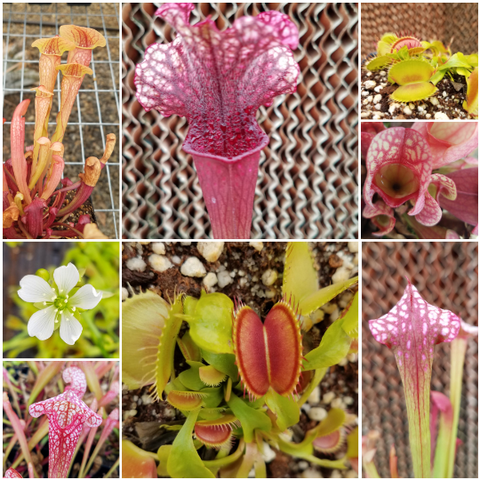 Bog beginner bundle with Sarracenia and Flytrap, live carnivorous plants, temperate collection