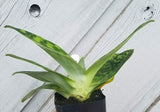 Paphiopedilum 'Pisgah Green', Live Lady Slipper orchid, Potted