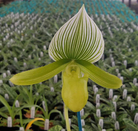 Paphiopedilum 'Pisgah Green', Live Lady Slipper orchid, Potted