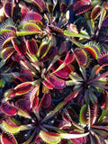 Venus Flytrap 'Red Dragon', live carnivorous plant, potted