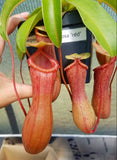Nepenthes ventricosa 'Red', tropical pitcher plant, live carnivorous plant, potted