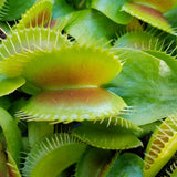 Venus Flytrap 'King Henry', live carnivorous plant, potted