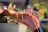 Venus Flytrap 'Red Dragon', live carnivorous plant, potted