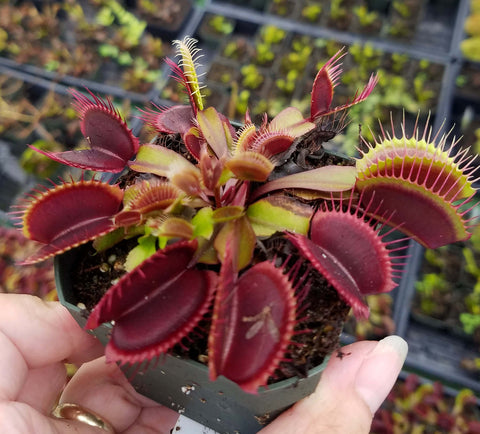 red dragon venus fly trap plant