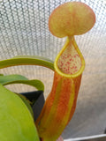 Nepenthes sanguinea 'Orange', tropical pitcher plant, live carnivorous plant, potted