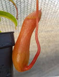 Nepenthes Ventrata, tropical pitcher plant, live carnivorous plant, potted