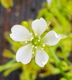 Venus Flytrap 'King Henry', live carnivorous plant, potted