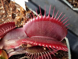 Venus Flytrap 'Red Dragon', live carnivorous plant, potted
