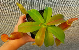 Nepenthes sanguinea 'Orange', tropical pitcher plant, live carnivorous plant, potted