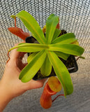 Nepenthes Ventrata, tropical pitcher plant, live carnivorous plant, potted