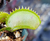 Venus Flytrap 'Dente', live carnivorous plant, potted