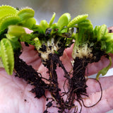 Venus Flytrap 'Dente', live carnivorous plant, potted