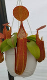 Nepenthes sanguinea 'Orange', tropical pitcher plant, live carnivorous plant, potted