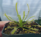 Drosera capensis 'Alba', Cape Sundew, live carnivorous plant, potted