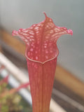 Sarracenia x 'Judith Hindle', live carnivorous plant,  potted