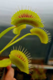 Venus Flytrap 'King Henry', live carnivorous plant, potted