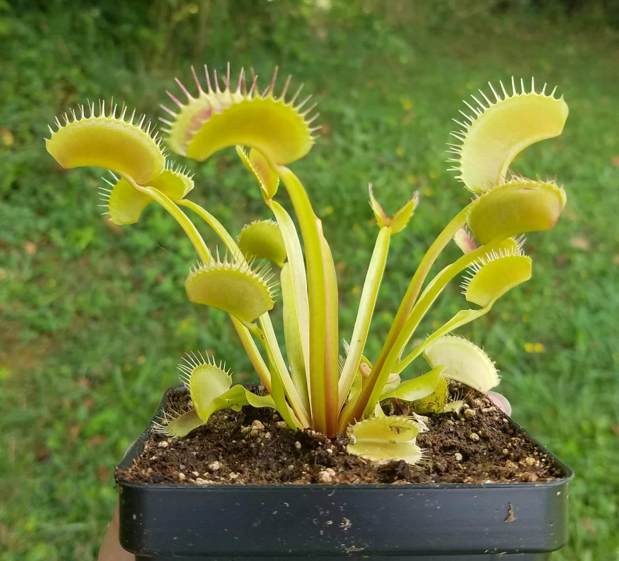 Venus Flytrap 'King Henry', live carnivorous plant, potted