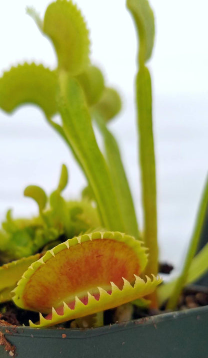 Venus Flytrap 'Dente', live carnivorous plant, potted