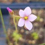 Drosera dielsiana, live carnivorous plant, potted