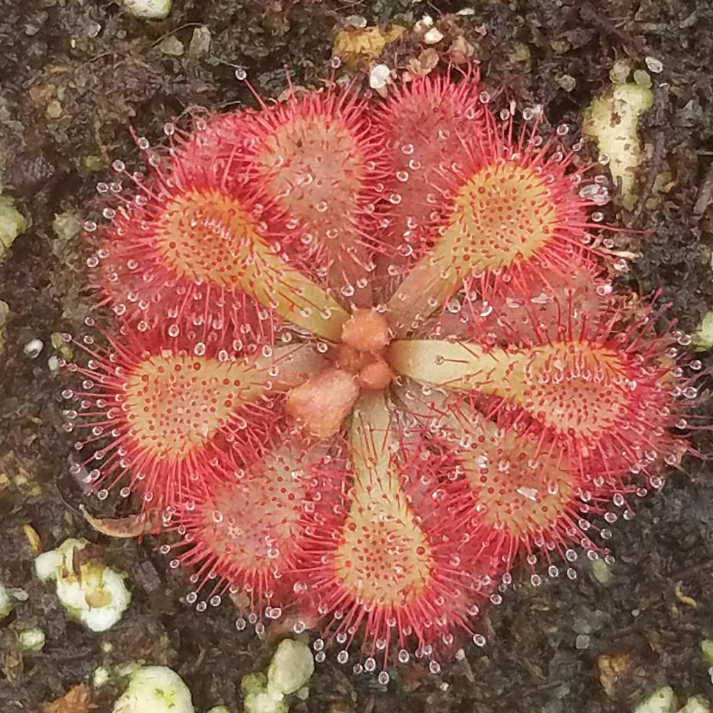 Drosera dielsiana, live carnivorous plant, potted