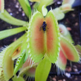 Venus Flytrap 'King Henry', live carnivorous plant, potted