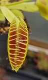 Venus Flytrap 'King Henry', live carnivorous plant, potted