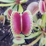 Venus Flytrap 'King Henry', live carnivorous plant, potted