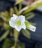 Drosera capensis 'Alba', Cape Sundew, live carnivorous plant, potted