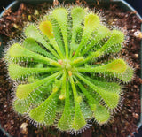 Drosera spatulata, Spoon Sundew, live carnivorous plant, potted