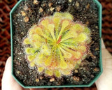 Drosera spatulata, Spoon Sundew, live carnivorous plant, potted