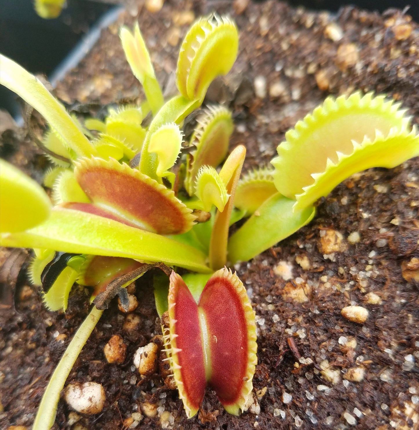 Venus Flytrap 'Dente', live carnivorous plant, potted
