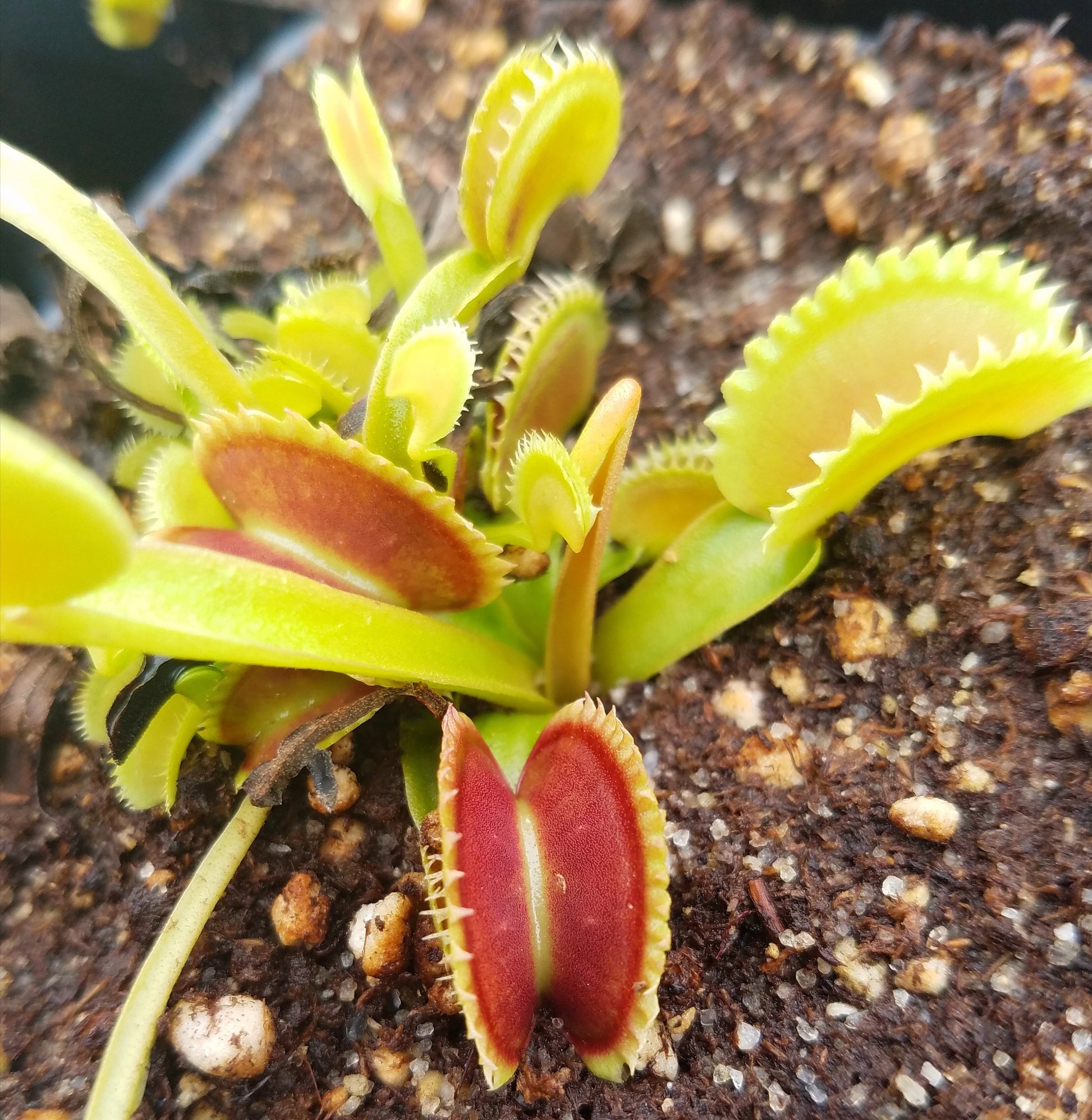 Venus Flytrap 'Dente', live carnivorous plant, potted