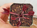 Venus Flytrap 'Red Dragon', live carnivorous plant, potted