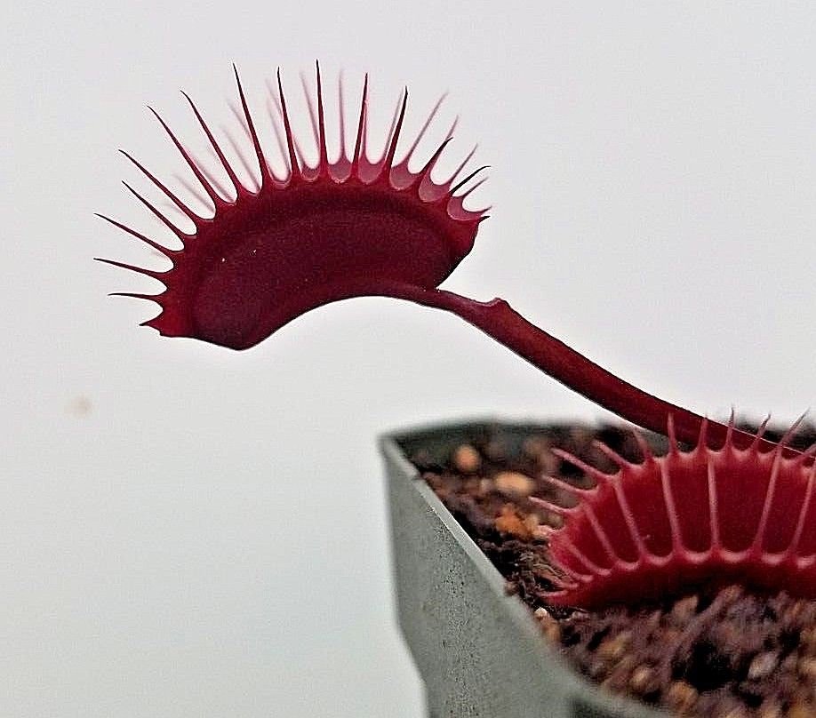 Venus Flytrap 'Red Dragon', live carnivorous plant, potted