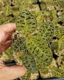 Macodes petola, Jewel Orchid, live potted plant
